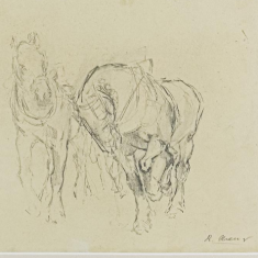 CAVALLS