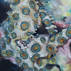 PULPO DE ANILLOS AZULES