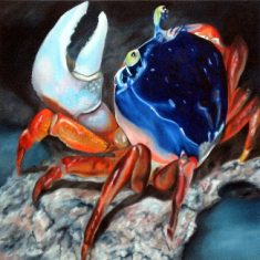 CANGREJO ARLEQUINO