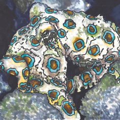 PULPO ANILLOS AZULES