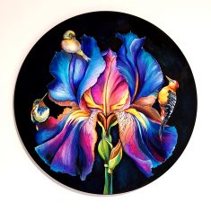 IRIS SPLANDOR