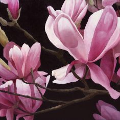 MAGNOLIA LILIFLORA II