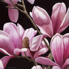 MAGNOLIA LILIFLORA III