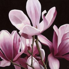 MAGNOLIA LILIFLORA I