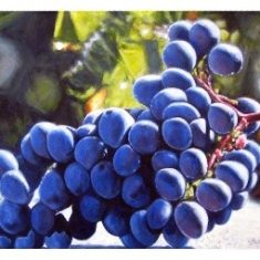 UVAS CABERNET SAUVIGNON