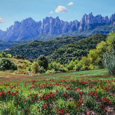 GALLARETS AL PEU DE MONTSERRAT