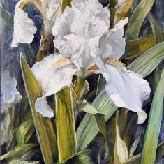IRIS BLANCOS